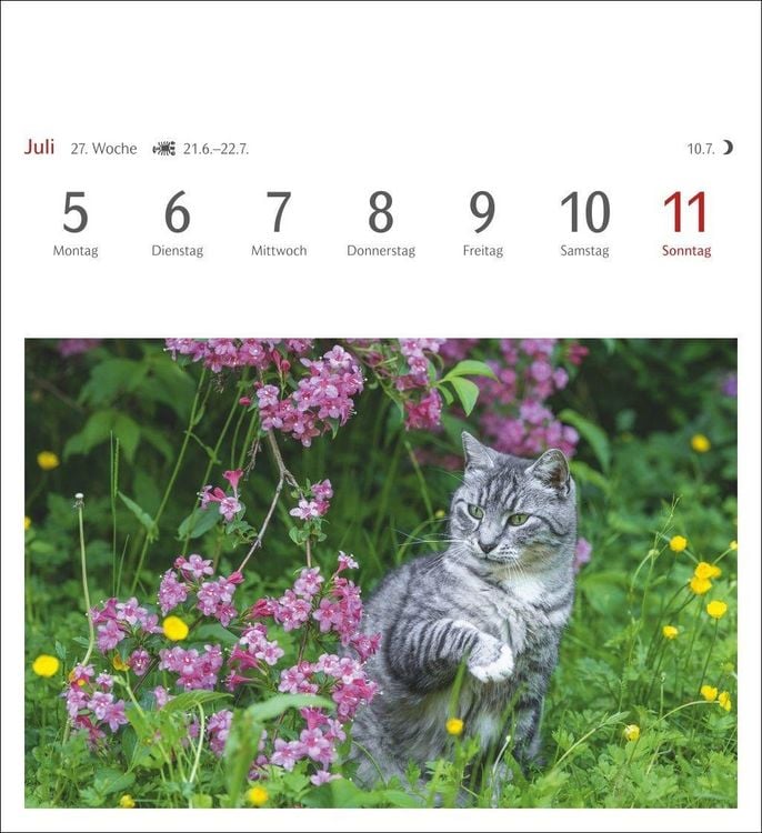 Produktbild: Katzen Postkartenkalender 2027 - Wochenkalender mit 53 Postkarten