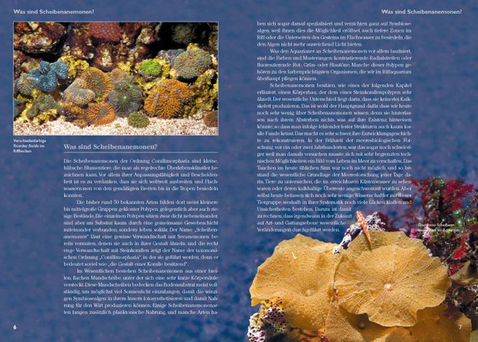 Produktbild: Scheibenanemonen im Meerwasseraquarium