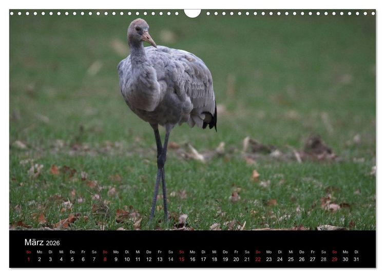 Produktbild: Kranich-Land Brandenburg (Wandkalender 2026 DIN A3 quer), CALVENDO Monatskalender