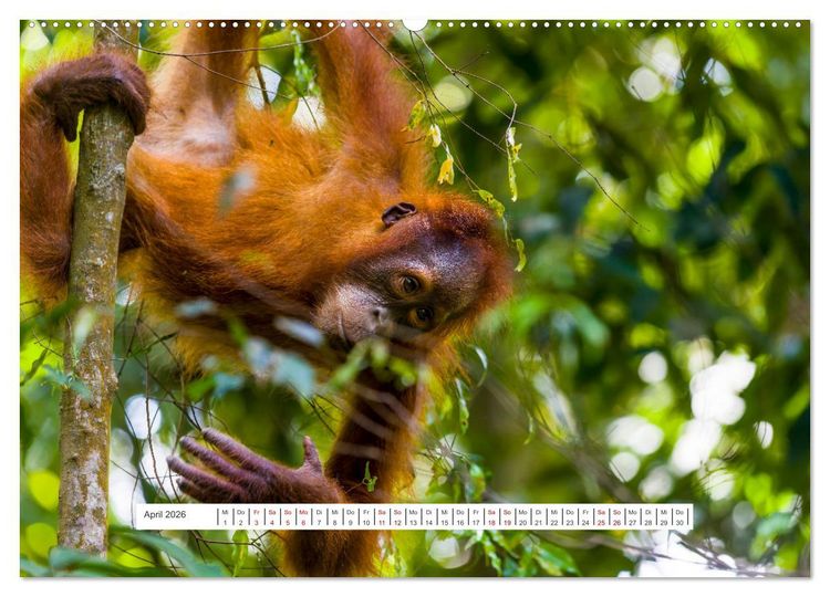 Produktbild: Gunung Leuser Nationalpark und seine Orang Utans (Wandkalender 2026 DIN A2 quer), CALVENDO Monatskalender