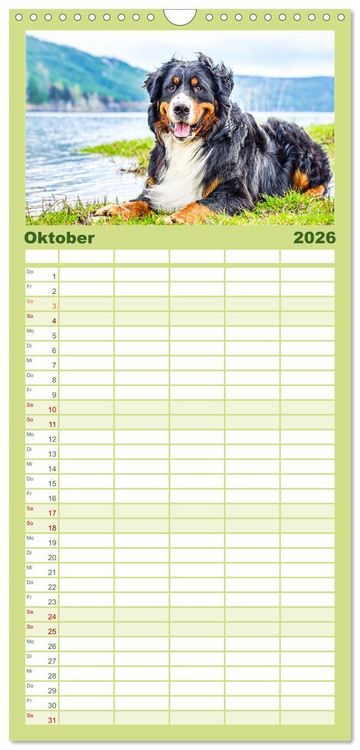 Produktbild: Familienplaner 2026 - Berner Sennenhunde - Traumhunde mit Charme mit 5 Spalten (Wandkalender, 21 x 45 cm) CALVENDO