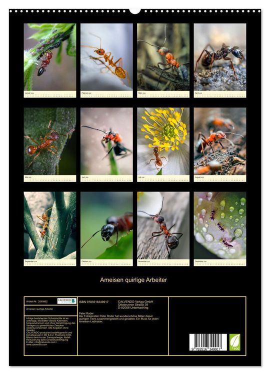 Produktbild: Ameisen quirlige Arbeiter (hochwertiger Premium Wandkalender 2026 DIN A2 hoch), Kunstdruck in Hochglanz