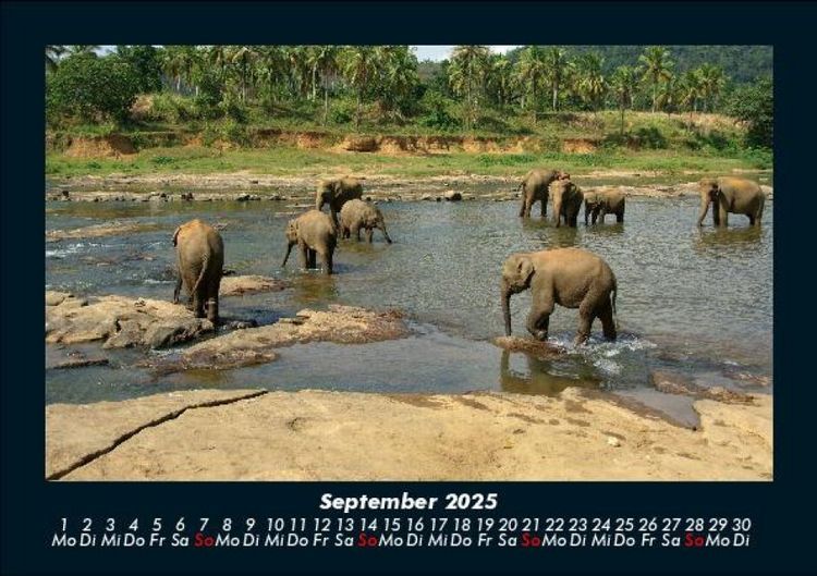 Produktbild: Elefanten - Die sanften Riesen Afrikas 2025 Fotokalender DIN A5