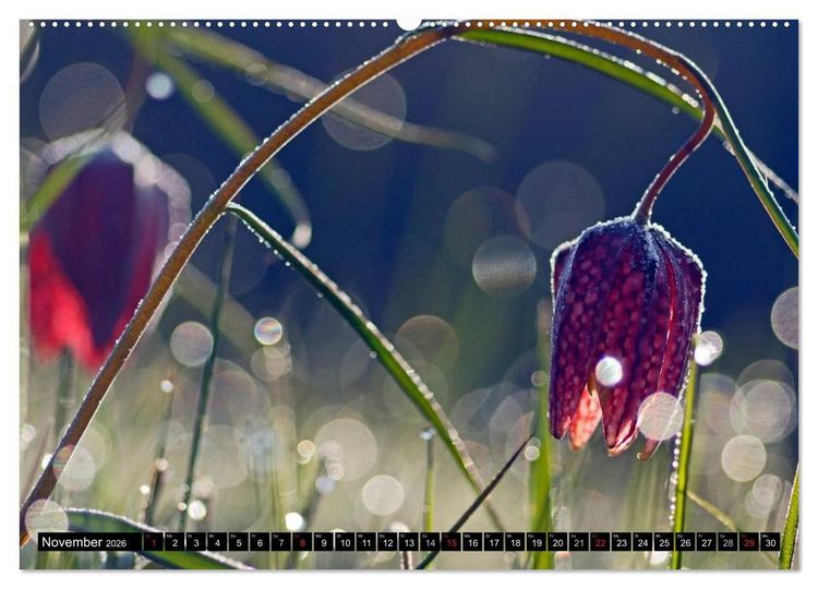 Produktbild: Die Schachbrettblume (hochwertiger Premium Wandkalender 2026 DIN A2 quer), Kunstdruck in Hochglanz