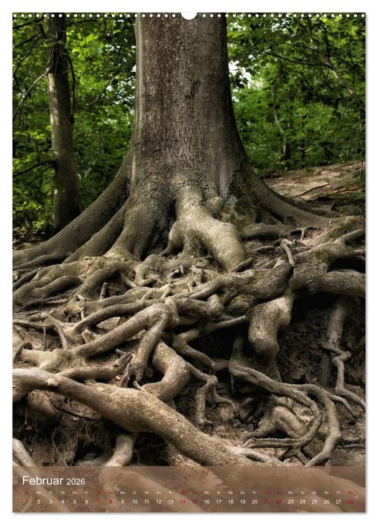 Produktbild: Klimaretter Baum (Wandkalender 2026 DIN A2 hoch), CALVENDO Monatskalender