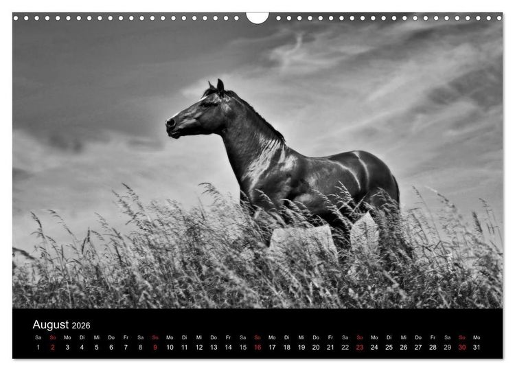 Produktbild: Pferde 2026 Wild Thing (Wandkalender 2026 DIN A3 quer), CALVENDO Monatskalender