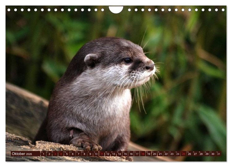 Produktbild: Otter. Frech, laut und clever (Wandkalender 2026 DIN A4 quer), CALVENDO Monatskalender