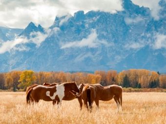 Produktbild: Pferde im Grand Teton National Park (Puzzle)