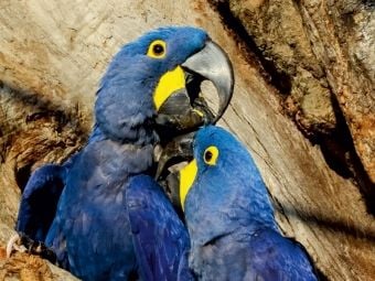 Produktbild: CALVENDO Puzzle Hyazinth-Aras (Anodorhynchus hyacinthinus) | 1000 Teile Lege-Gr&ouml;&szlig;e 64x48cm Foto-Puzzle f&uuml;r gl&uuml;ckliche Stunden