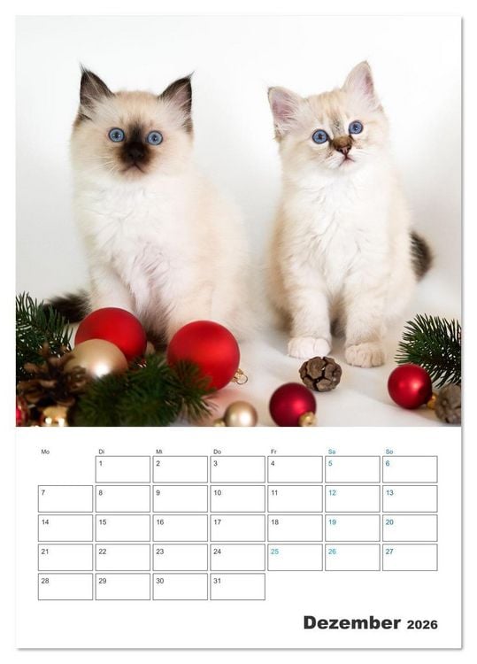 Produktbild: Heilige Birma Kitten Kalender mit Planer (Tischkalender 2026 DIN A5 hoch), CALVENDO Monatskalender
