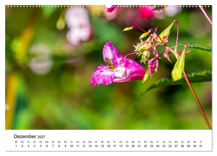 Produktbild: Bunter Nektarrausch - Nektarsammler in leuchtenden Farben (hochwertiger Premium Wandkalender 2027 DIN A2 quer), Kunstdruck in Hochglanz