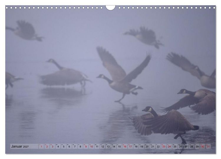 Produktbild: Gans sch&ouml;n wild (Wandkalender 2027 DIN A3 quer), CALVENDO Monatskalender
