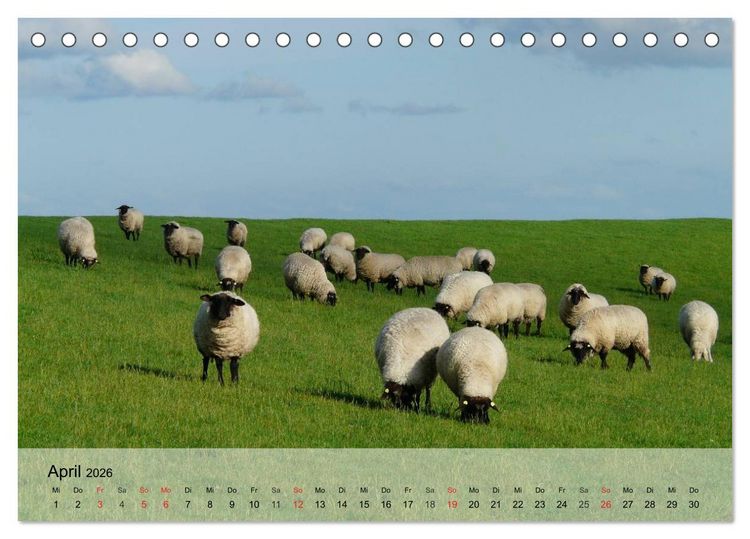 Produktbild: Schafe z&auml;hlen leicht gemacht! (Tischkalender 2026 DIN A5 quer), CALVENDO Monatskalender