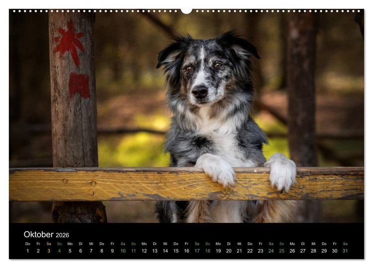 Produktbild: Australian Shepherd - Vielfalt in einer Rasse (Wandkalender 2026 DIN A2 quer), CALVENDO Monatskalender