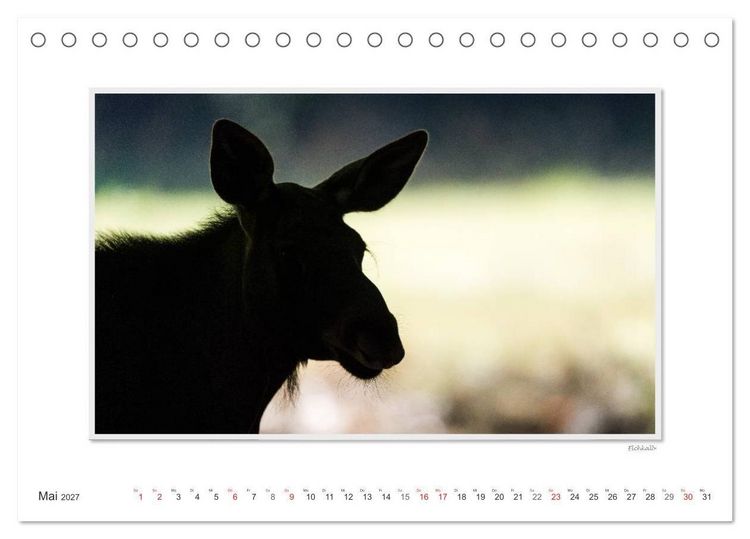 Produktbild: Emotionale Momente: Europ&auml;ischer Elch. (Tischkalender 2027 DIN A5 quer), CALVENDO Monatskalender