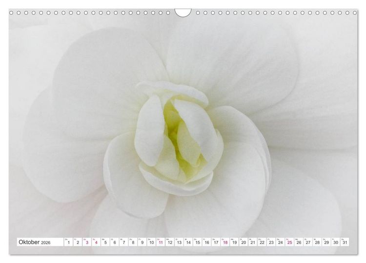 Produktbild: Traumbl&uuml;ten in Wei&szlig; (Wandkalender 2026 DIN A3 quer), CALVENDO Monatskalender