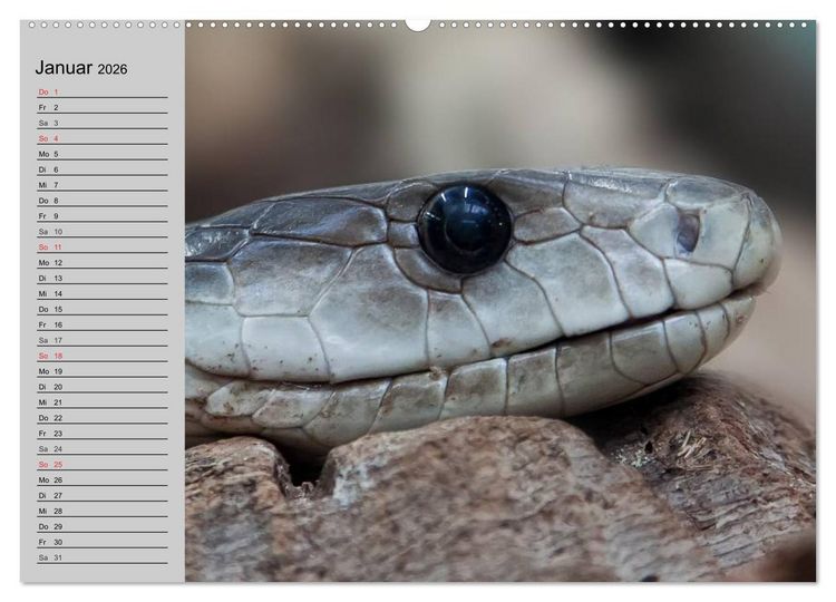 Produktbild: Kaltes Blut. Faszination Reptilien (hochwertiger Premium Wandkalender 2026 DIN A2 quer), Kunstdruck in Hochglanz
