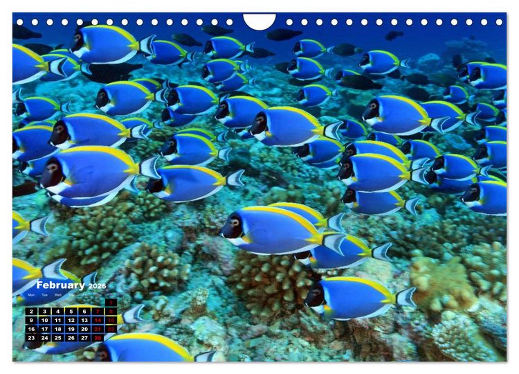 Produktbild: Magical Underwater World (Wall Calendar 2026 DIN A4 landscape), CALVENDO 12 Month Wall Calendar
