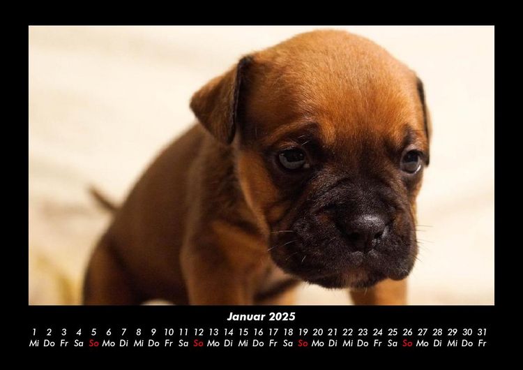 Produktbild: Hundezauber 2025 Fotokalender DIN A3