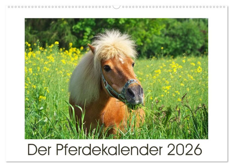Produktbild: Der Pferdekalender (Wandkalender 2026 DIN A2 quer), CALVENDO Monatskalender