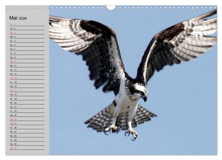 Produktbild: Falken und Greifv&ouml;gel - Edle J&auml;ger (Wandkalender 2026 DIN A3 quer), CALVENDO Monatskalender