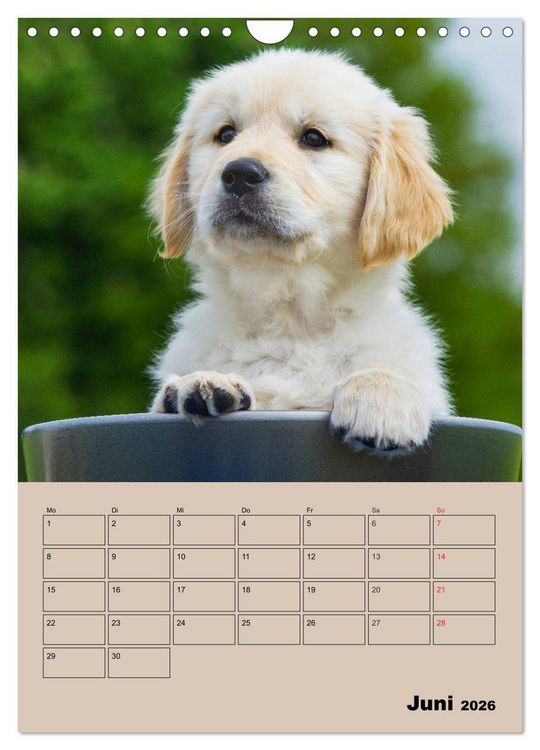 Produktbild: Jahresplaner Golden Retriever Welpen (Wandkalender 2026 DIN A4 hoch), CALVENDO Monatskalender