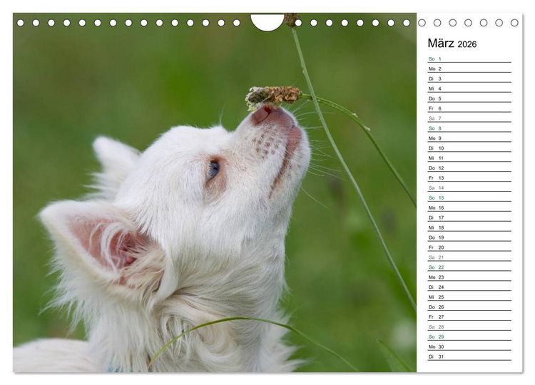 Produktbild: Chihuahuas - kleine Herzensbrecher (Wandkalender 2026 DIN A4 quer), CALVENDO Monatskalender