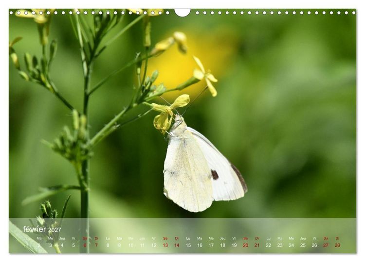 Produktbild: Oiseaux, Papillons et Libellules (Calendrier mural 2027 DIN A3 vertical), CALVENDO calendrier mensuel