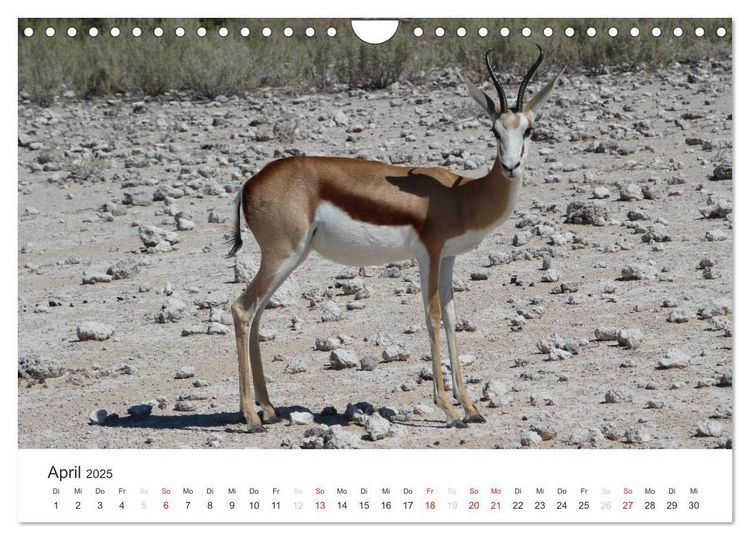 Produktbild: Namibia - Tierische Vielfalt (Wandkalender 2025 DIN A4 quer), CALVENDO Monatskalender