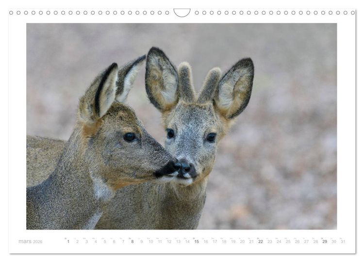 Produktbild: Un an avec des chevreuils (Calendrier mural 2026 DIN A3 vertical), CALVENDO calendrier mensuel