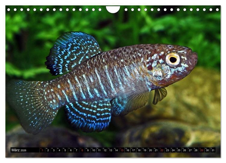 Produktbild: Bunte Fische der Welt - Killifische (Wandkalender 2026 DIN A4 quer), CALVENDO Monatskalender