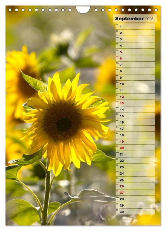 Produktbild: Leuchtende Sonnenblumen, sonnige Aussichten das ganze Jahr (Wandkalender 2026 DIN A4 hoch), CALVENDO Monatskalender