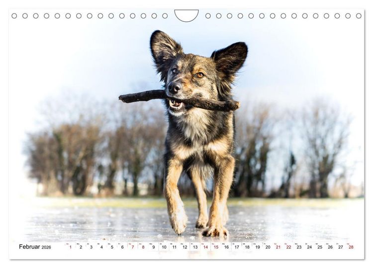 Produktbild: Ein Hundejahr in Bildern (Wandkalender 2026 DIN A4 quer), CALVENDO Monatskalender