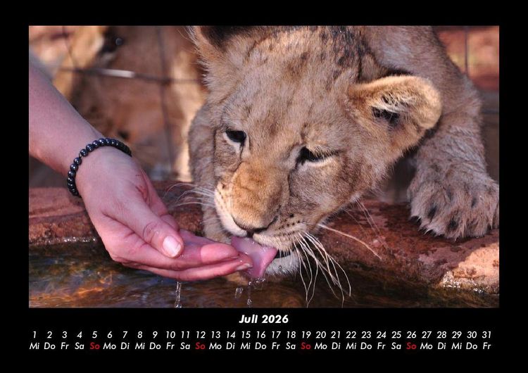 Produktbild: L&ouml;wen in der Wildnis 2026 Fotokalender DIN A3