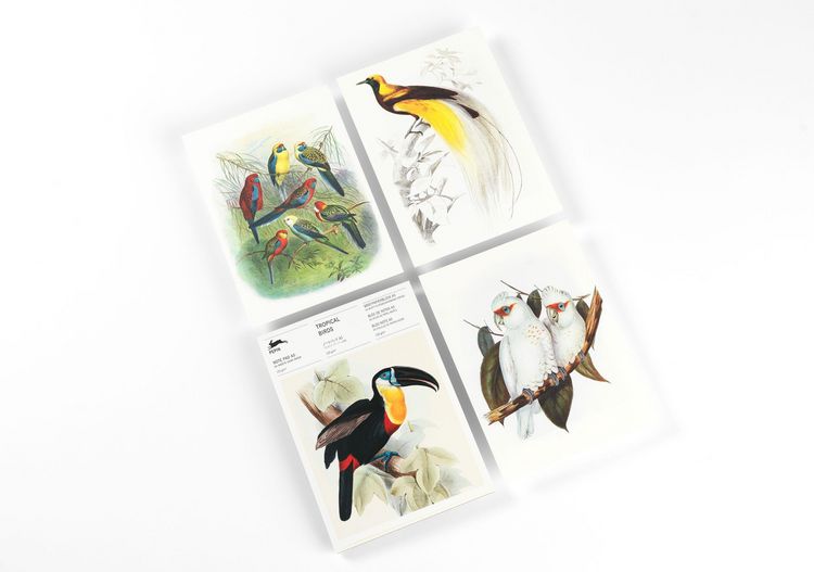Produktbild: Tropical Birds