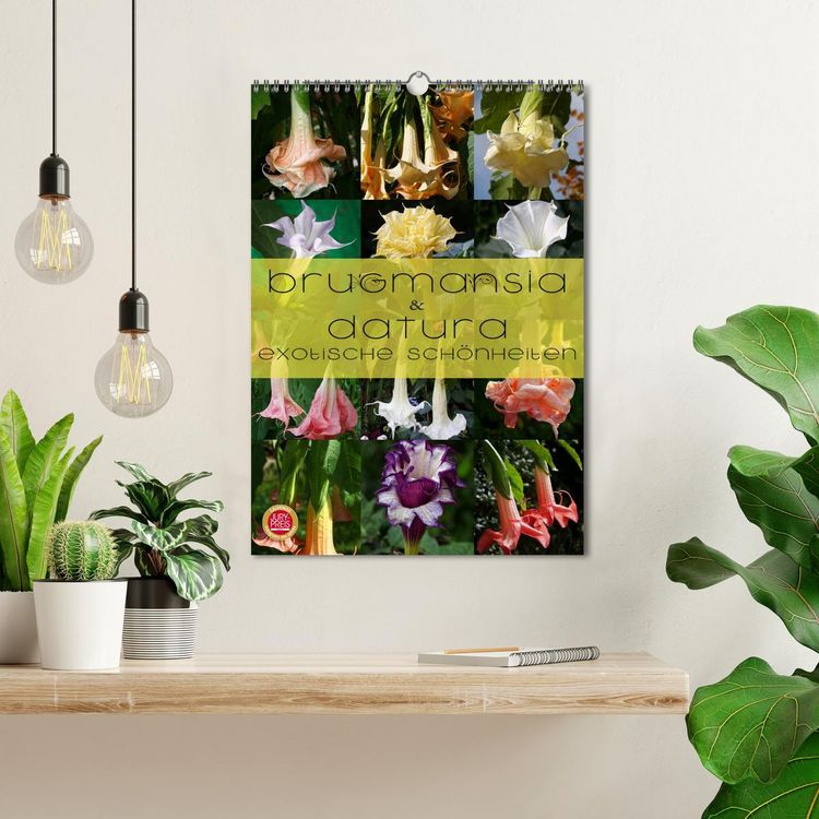 Produktbild: Brugmansia & Datura - Exotische Sch&ouml;nheiten (Wandkalender 2026 DIN A3 hoch), CALVENDO Monatskalender