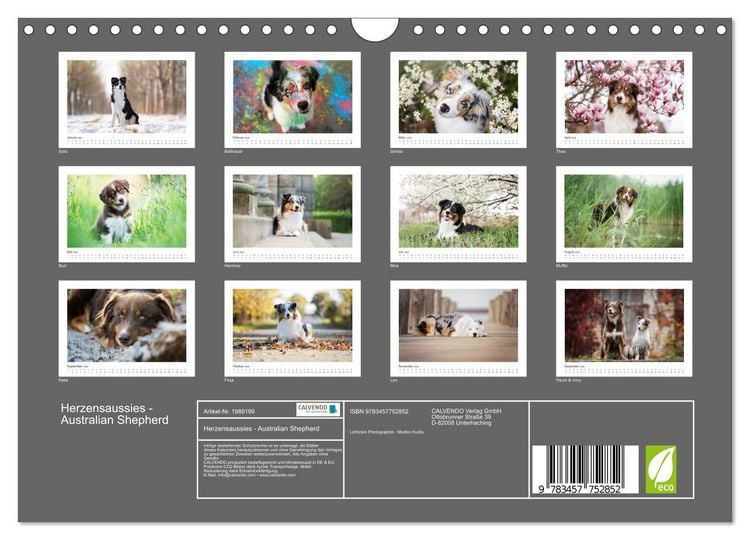 Produktbild: Herzensaussies - Australian Shepherd (Wandkalender 2026 DIN A4 quer), CALVENDO Monatskalender