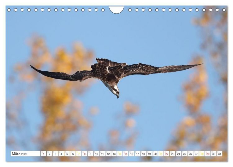 Produktbild: Fischadler - Meister des Sturzfluges (Wandkalender 2026 DIN A4 quer), CALVENDO Monatskalender