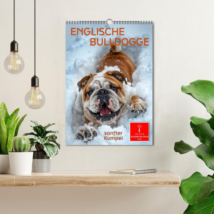 Produktbild: Englische Bulldogge - sanfter Kumpel (Wandkalender 2026 DIN A3 hoch), CALVENDO Monatskalender