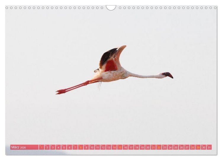 Produktbild: Flamingos am Lake Bogoria - Kenia (Wandkalender 2026 DIN A3 quer), CALVENDO Monatskalender