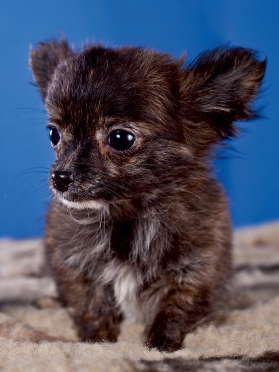Produktbild: CALVENDO Puzzle Chihuahua Welpen 1000 Teile Lege-Gr&ouml;&szlig;e 48 x 64 cm Foto-Puzzle Bild von Gabriela Wejat-Zaretzke