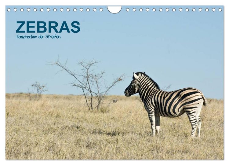 Produktbild: Zebras - Faszination der Streifen (Wandkalender 2026 DIN A4 quer), CALVENDO Monatskalender