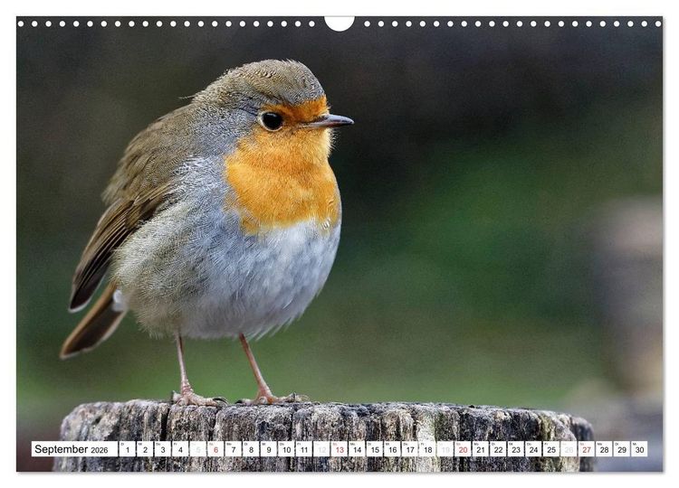 Produktbild: Heimische Gartenv&ouml;gel (Wandkalender 2026 DIN A3 quer), CALVENDO Monatskalender