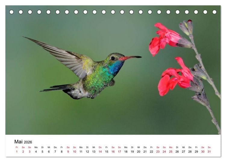 Produktbild: Kolibris - Juwelen der L&uuml;fte (Tischkalender 2026 DIN A5 quer), CALVENDO Monatskalender