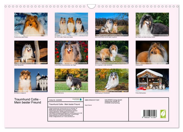 Produktbild: Traumhund Collie - Mein bester Freund (Wandkalender 2026 DIN A3 quer), CALVENDO Monatskalender