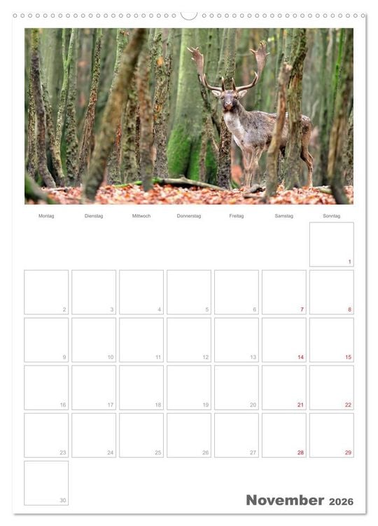 Produktbild: Rehe & Co / Planer (Wandkalender 2026 DIN A2 hoch), CALVENDO Monatskalender