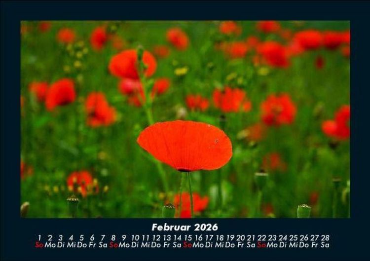 Produktbild: Blumentr&auml;ume 2026 Fotokalender DIN A5