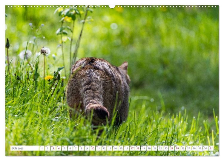 Produktbild: Wildkatzen - die anmutigsten Raubiere in Europa. (Wandkalender 2027 DIN A2 quer), CALVENDO Monatskalender