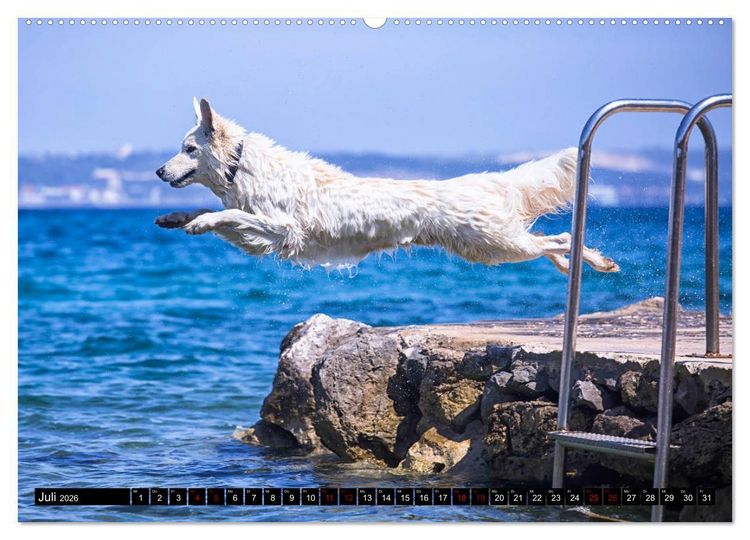 Produktbild: Wei&szlig;e Sch&auml;ferhunde in sch&ouml;nen Landschaften (Wandkalender 2026 DIN A2 quer), CALVENDO Monatskalender