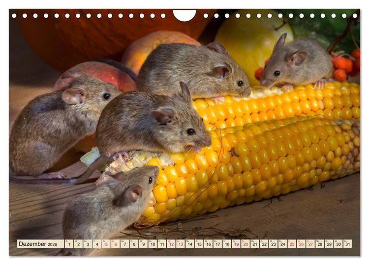 Produktbild: Kleiner Nager - Maus (Wandkalender 2026 DIN A4 quer), CALVENDO Monatskalender